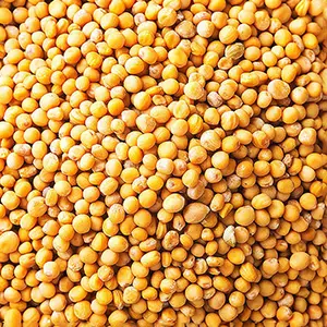 Mustard